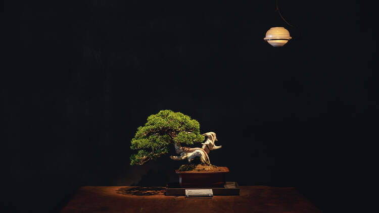 松葉屋茶寮