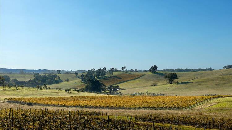Grosset Wines