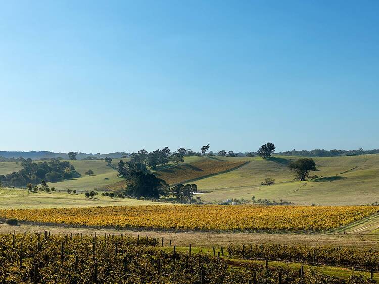 Grosset Wines