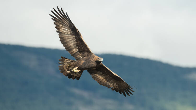 Golden eagle, UK