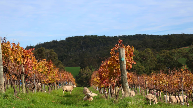 Winery with sheep