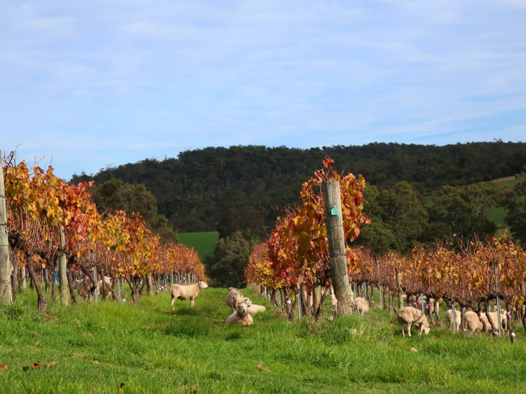 This exclusive WA winery was just crowned Australia’s underdog champion for 2026
