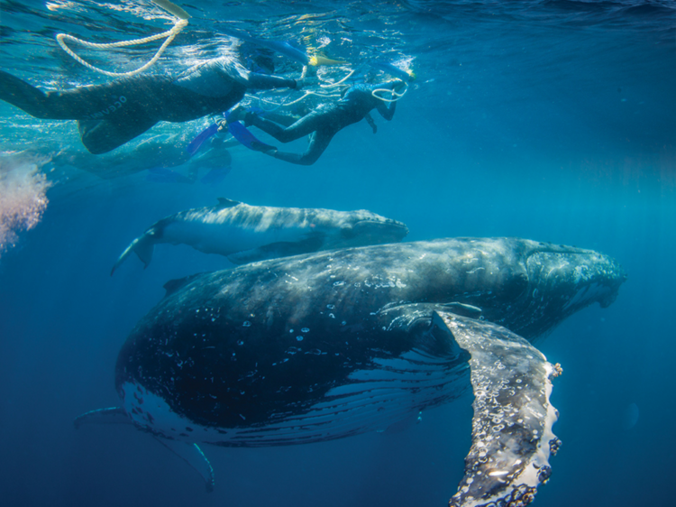 The best things to do on the Sunshine Coast