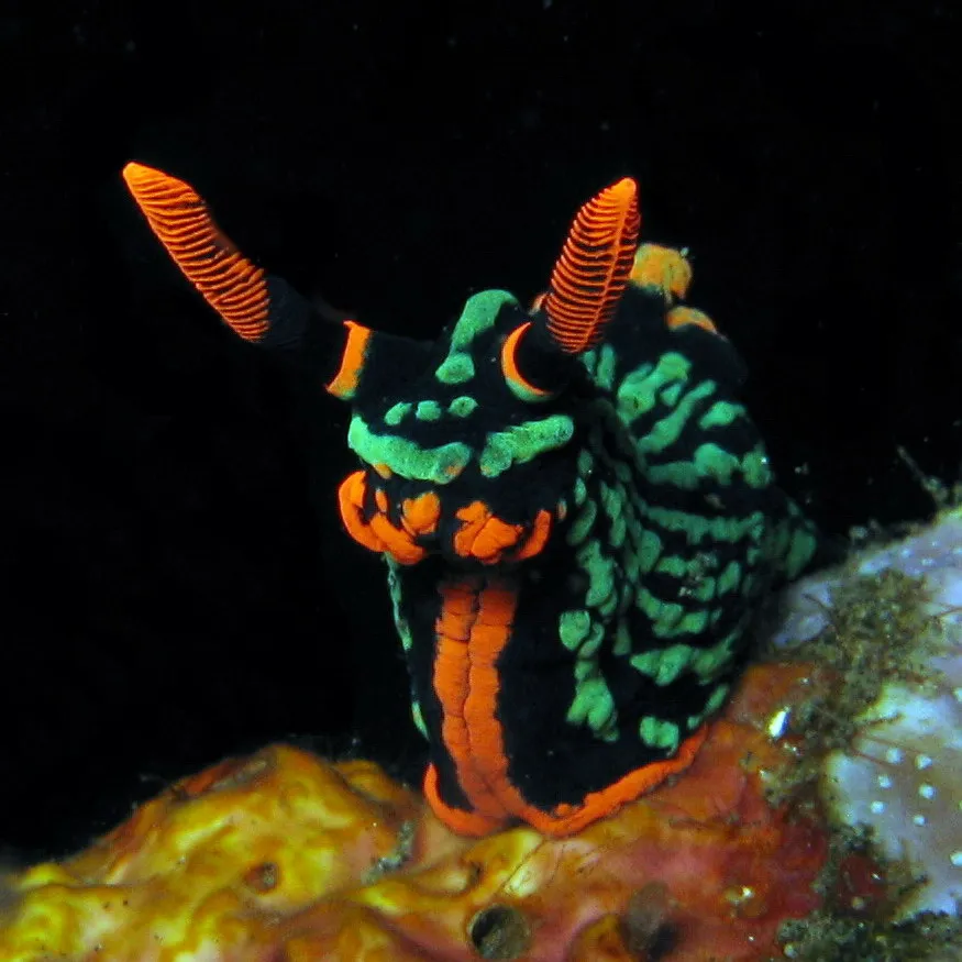 Colourful Nudibranchs