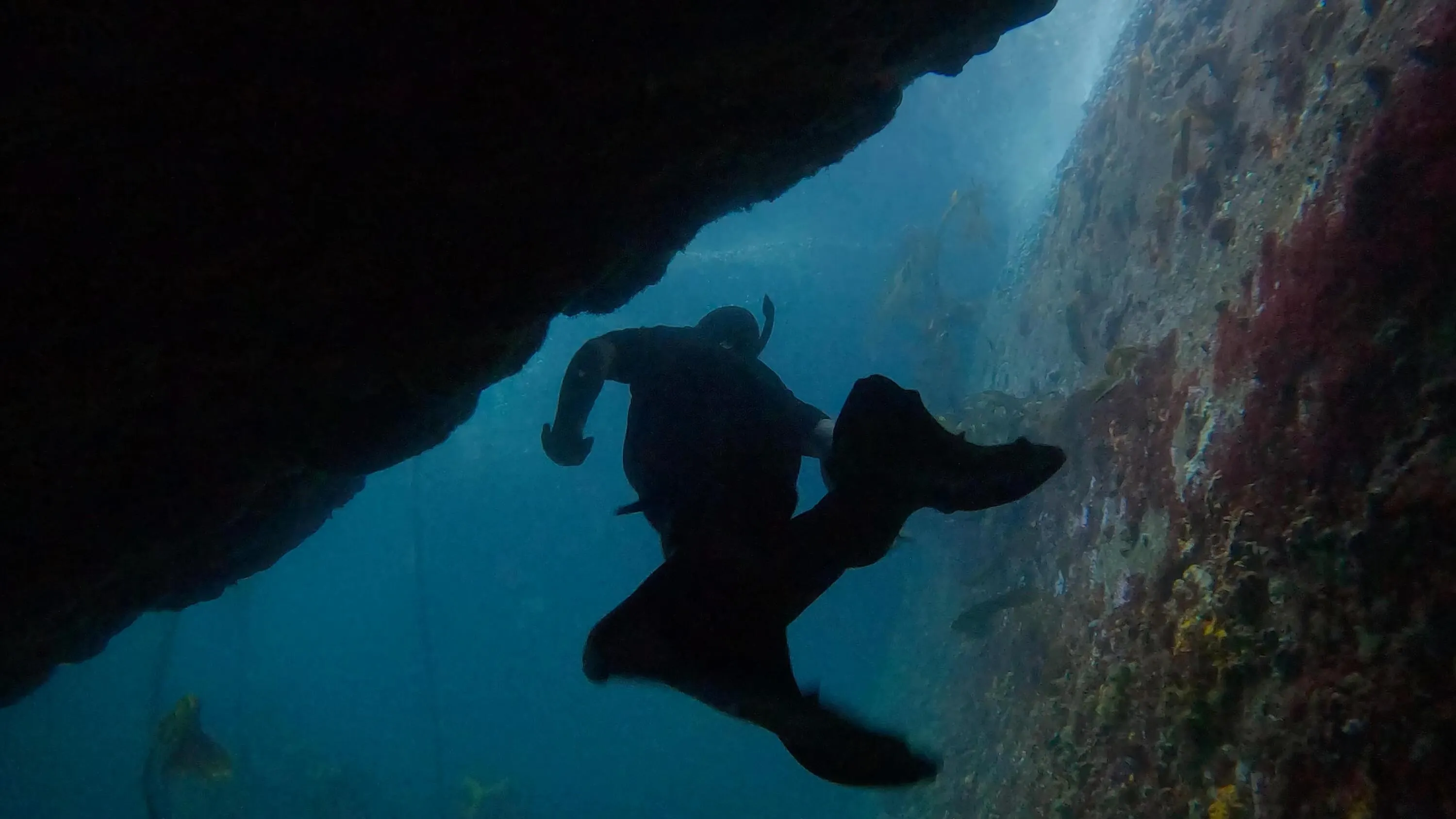 Diving in Cape Town’s waters