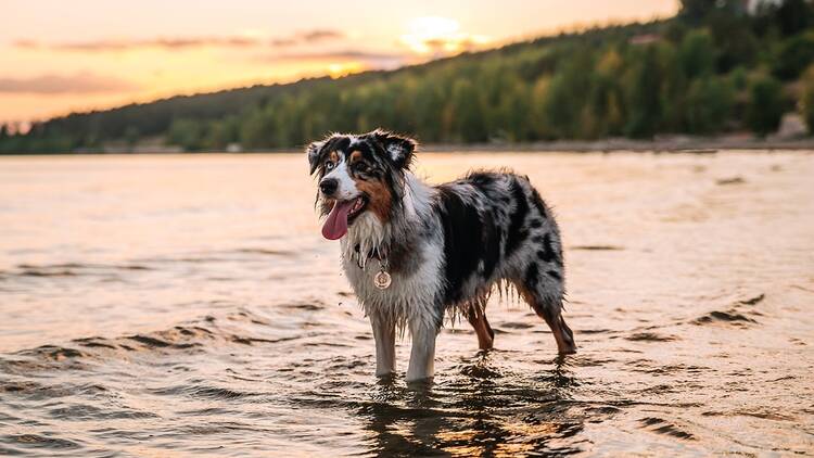 Dog on a beach