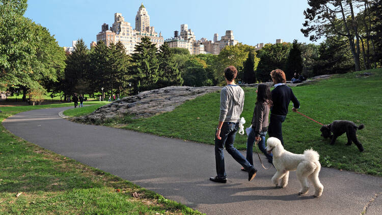 New Yorkers walking their dogs in Central Park