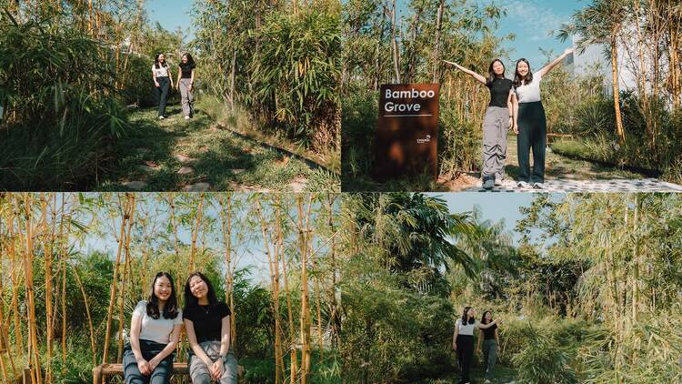 Changi Airport Bamboo Grove