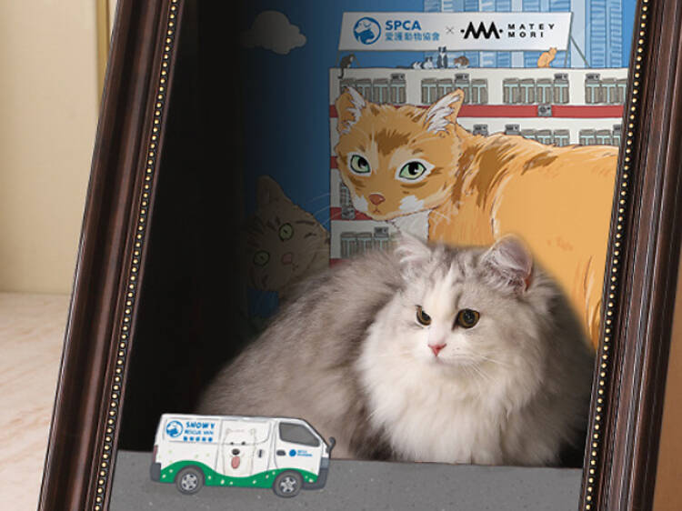 Celebrate all things feline at SPCA x HKJC SumMEOW Festival