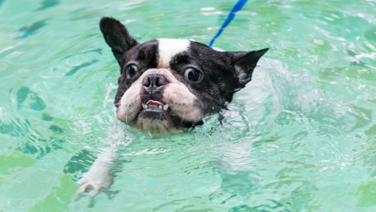 Perro en la piscina