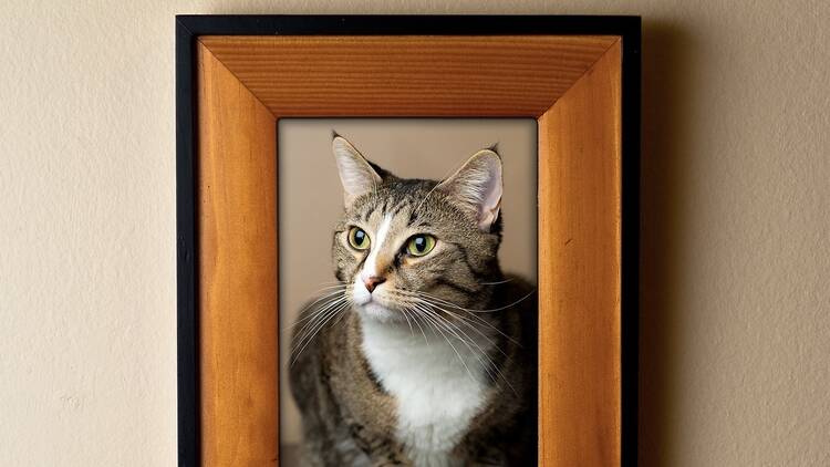 Canada’s first cat museum coming to Montreal: pop-up exhibit launches next month