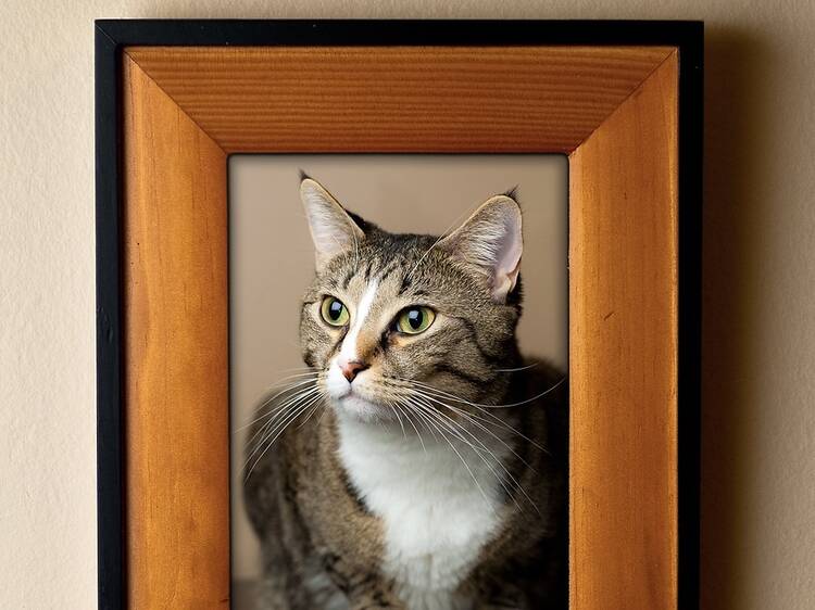Canada’s first cat museum coming to Montreal: pop-up exhibit launches next month