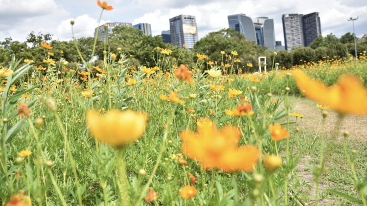 golden cosmos
