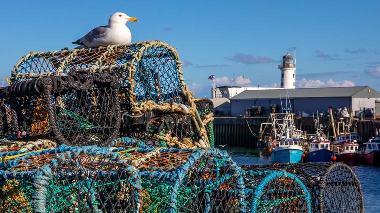 Seagulls in Scarborough, UK