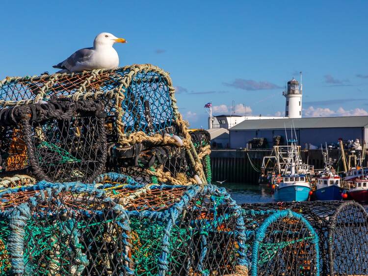 The English seaside town where people are being mugged by seagulls