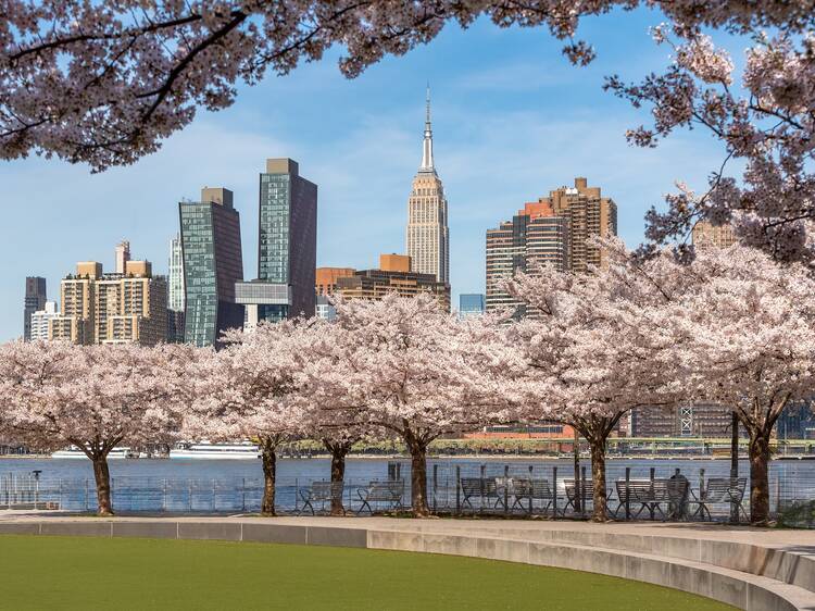 New York will have to wait even longer for next year’s springtime cherry blossoms, says Yale New York will have to wait even longer for next year’s springtime cherry blossoms, says Yale