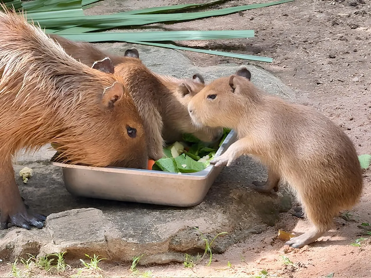 capybara