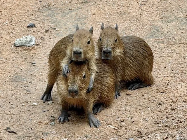 capybara