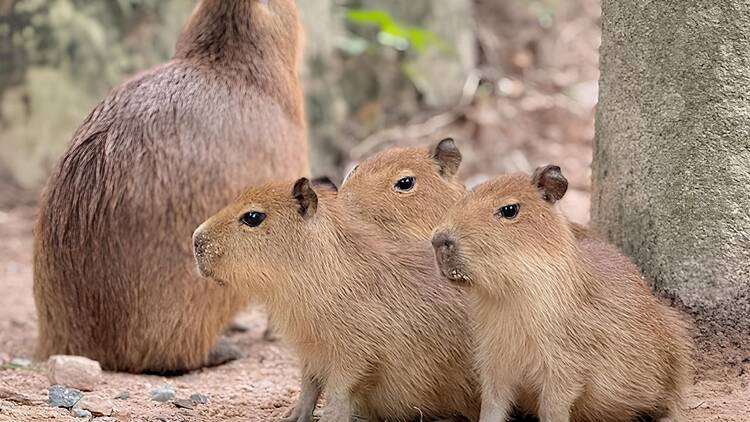 capybara