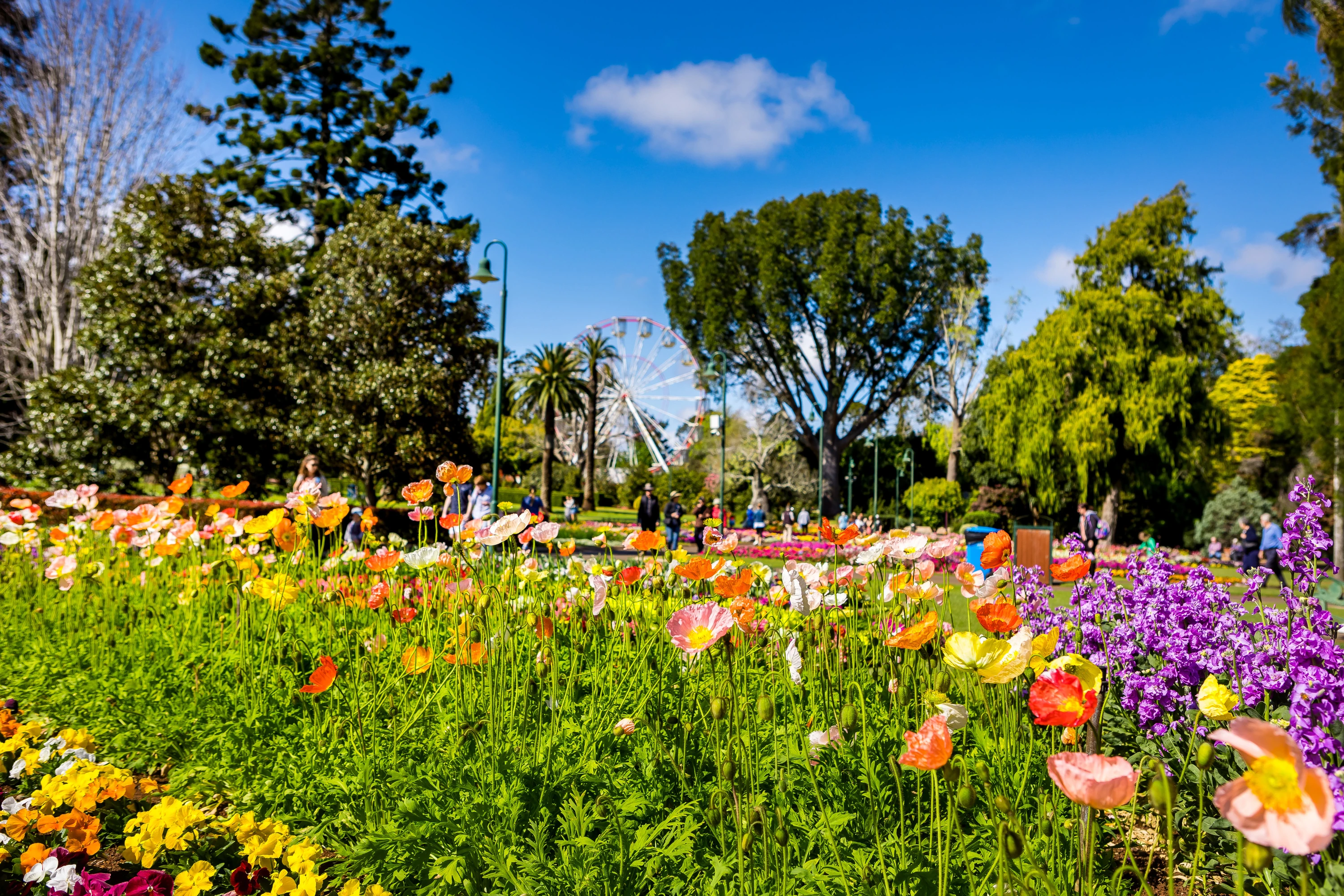 Flower beds in park