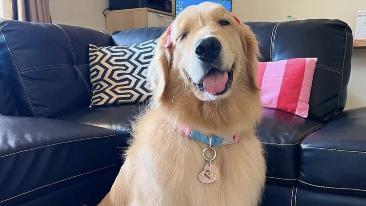 A Must Pet Stuff