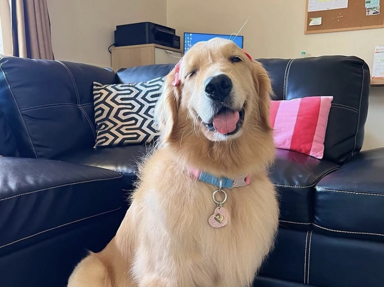 A Must Pet Stuff