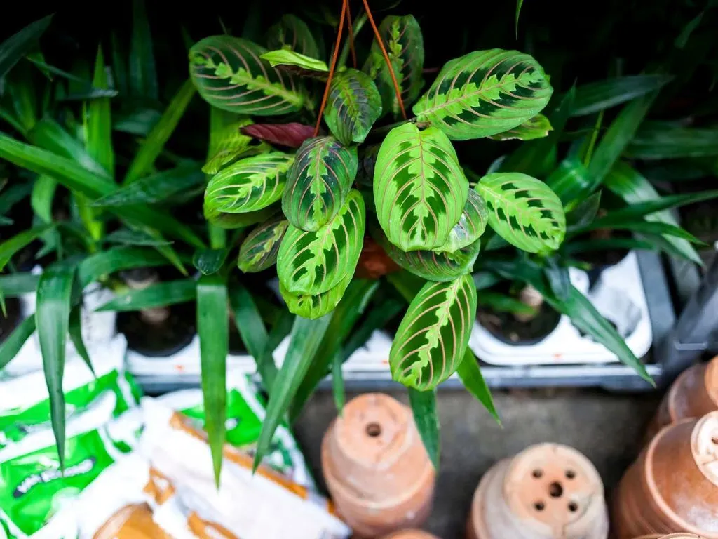 Plantes Pour Tous
