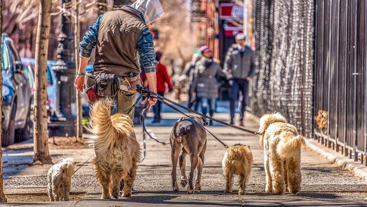A dogwalker in NYC