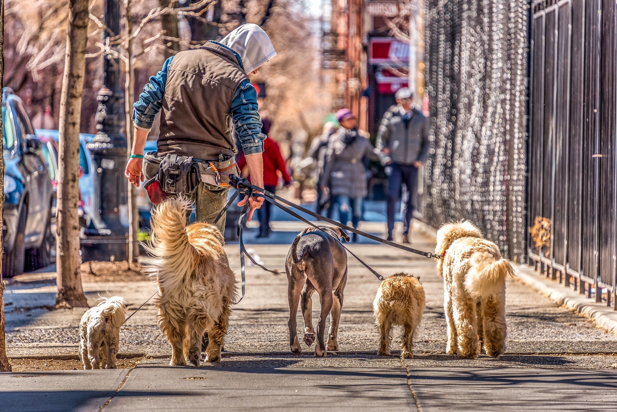 New Yorkers are feeling crappy about all of the dog poop everywhere, per a new report