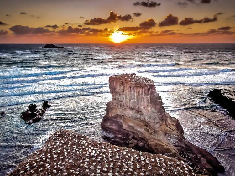 Watch the sunset at Muriwai Beach