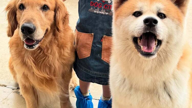 Big Dog Cafe
