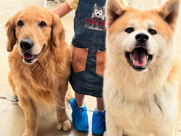 Big Dog Cafe