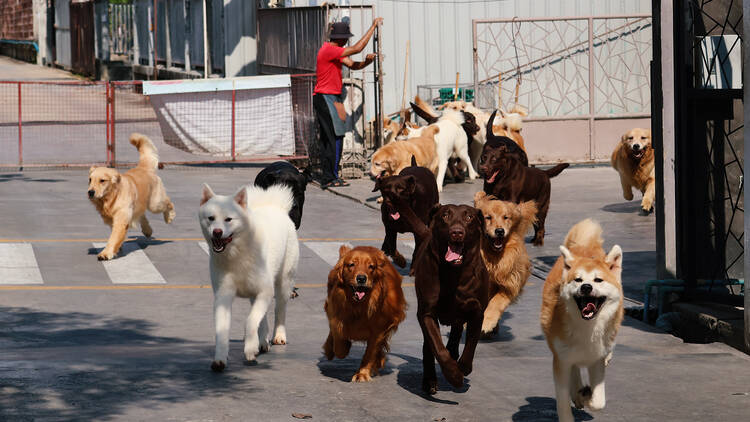 Dog Country Cafe