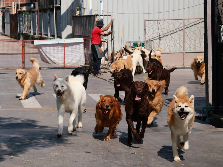 Dog Country Cafe