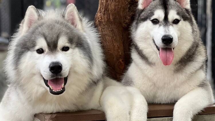 Neverland Husky