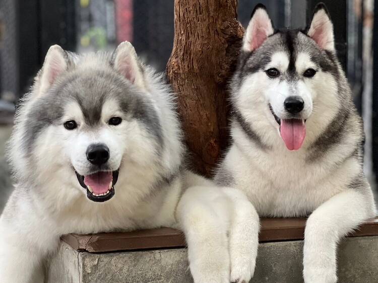 Neverland Husky