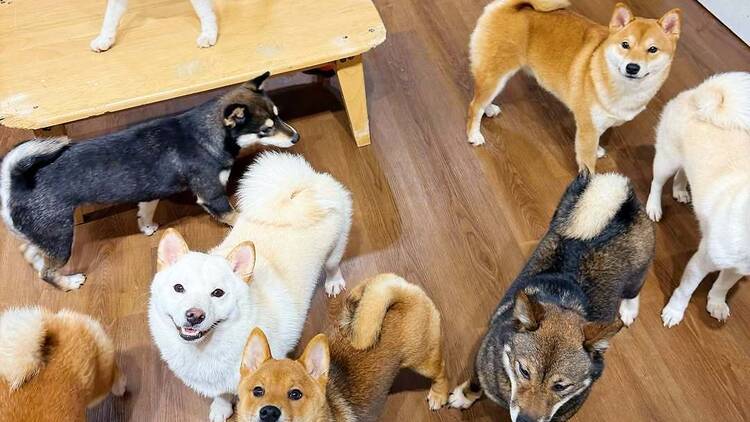 Shibainu Story