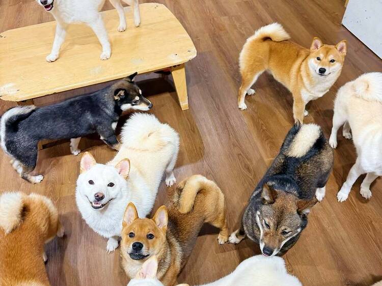 Shibainu Story