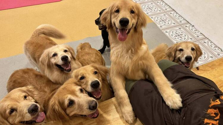 Bangkok Dog Cafe