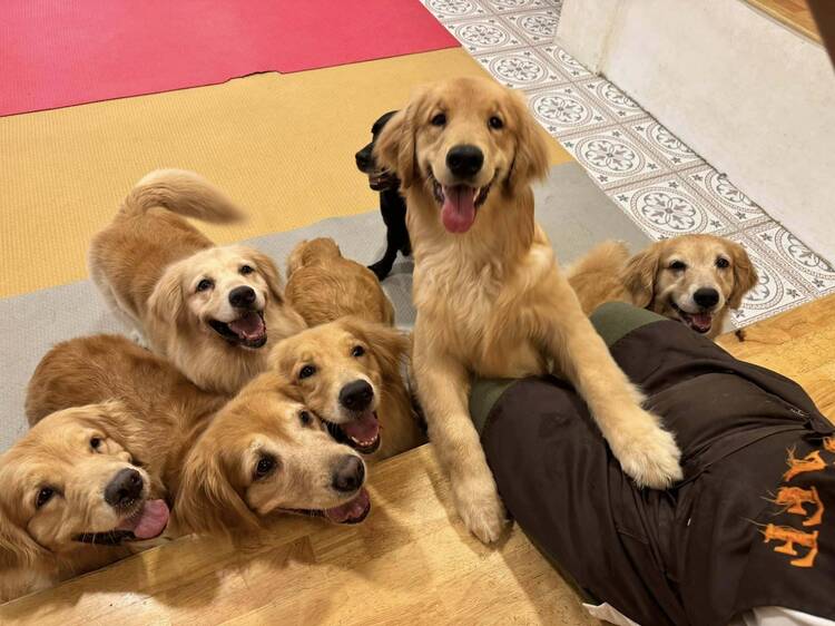 Bangkok Dog Cafe