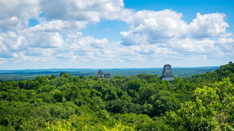 Peten jungle, Great Maya Forest