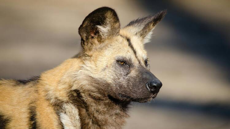 Africa Wild Dog