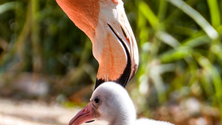 flamingo