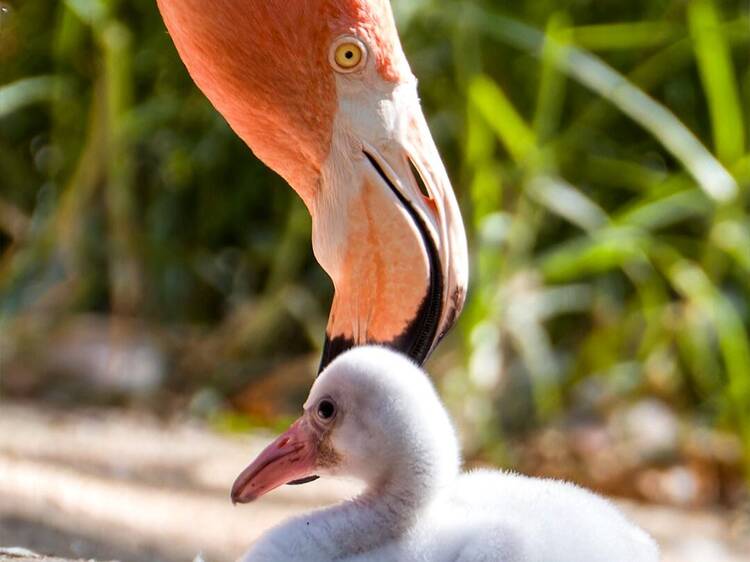 Há novos flamingos no Zoo de Lisboa