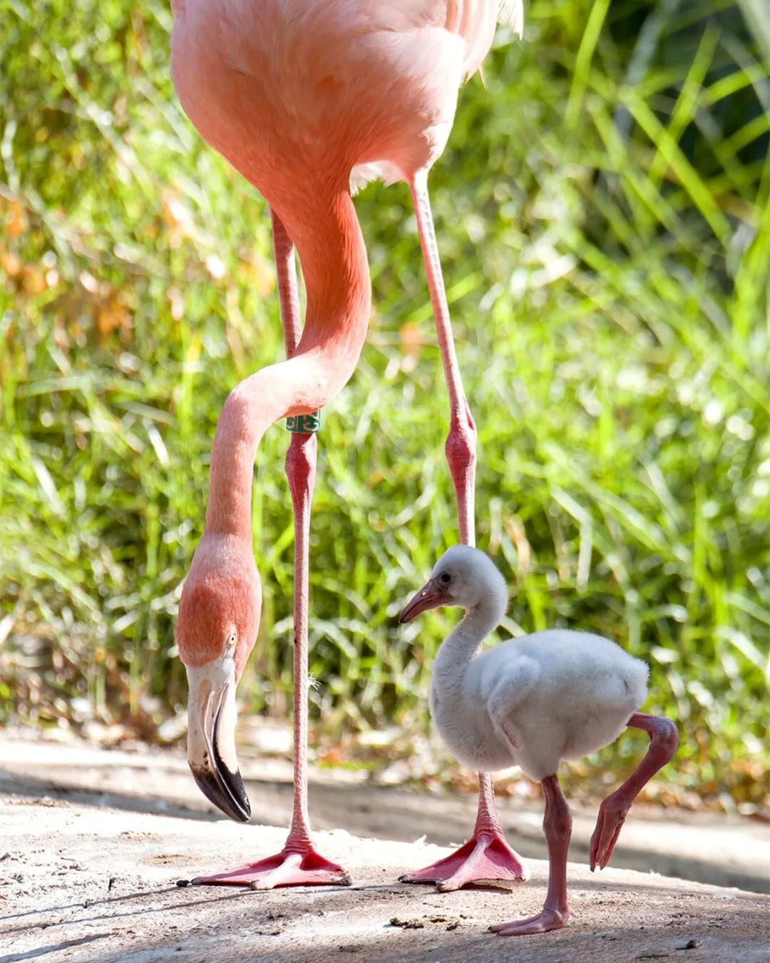 flamingos
