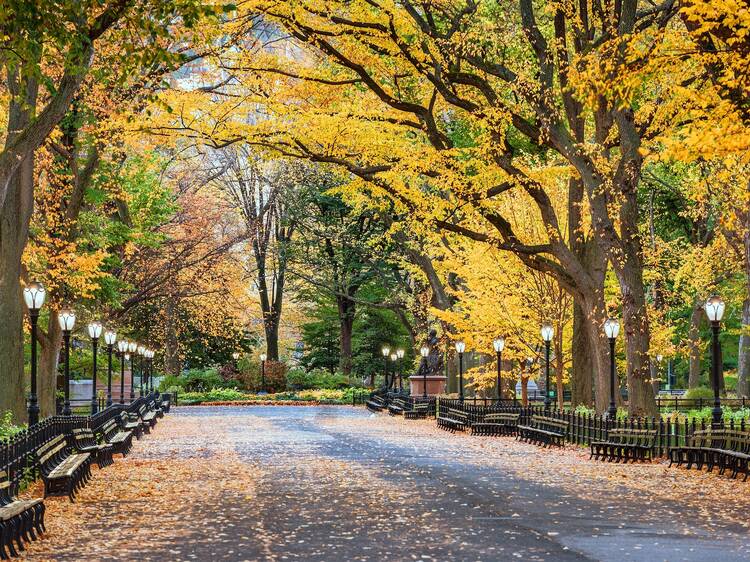 Central Park at The Mall in New York City during an autumn dawn.