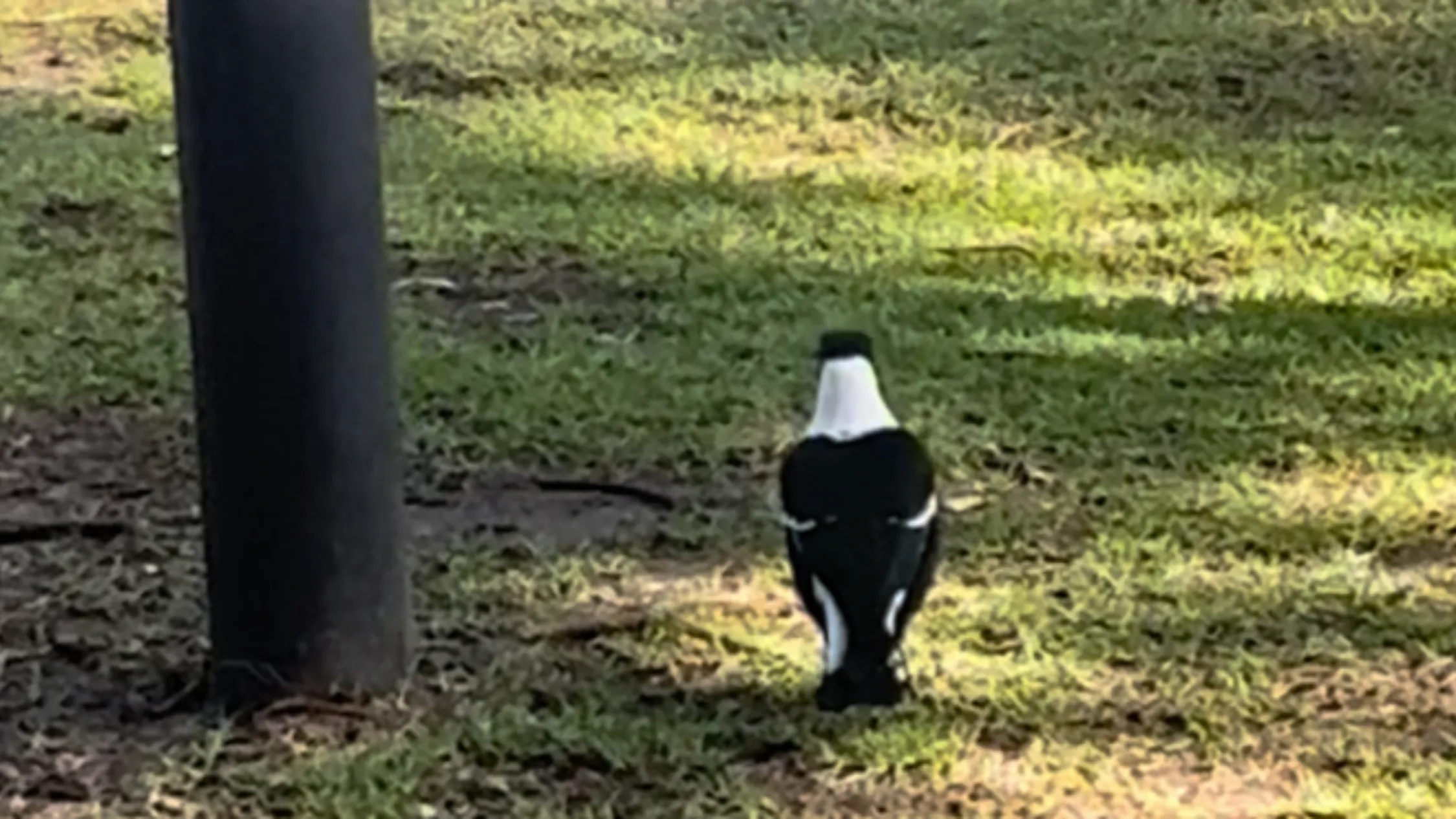 Magpie with its back to the camera