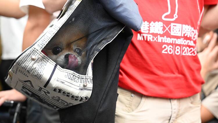 Pet friendly MTR dog