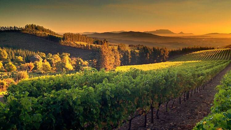 Delheim Wine Estate & Garden Restaurant