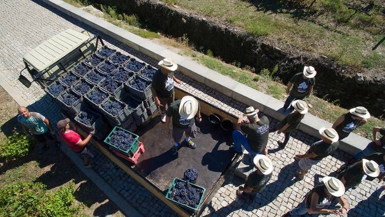 Quinta da Pacheca Quinta da Pacheca